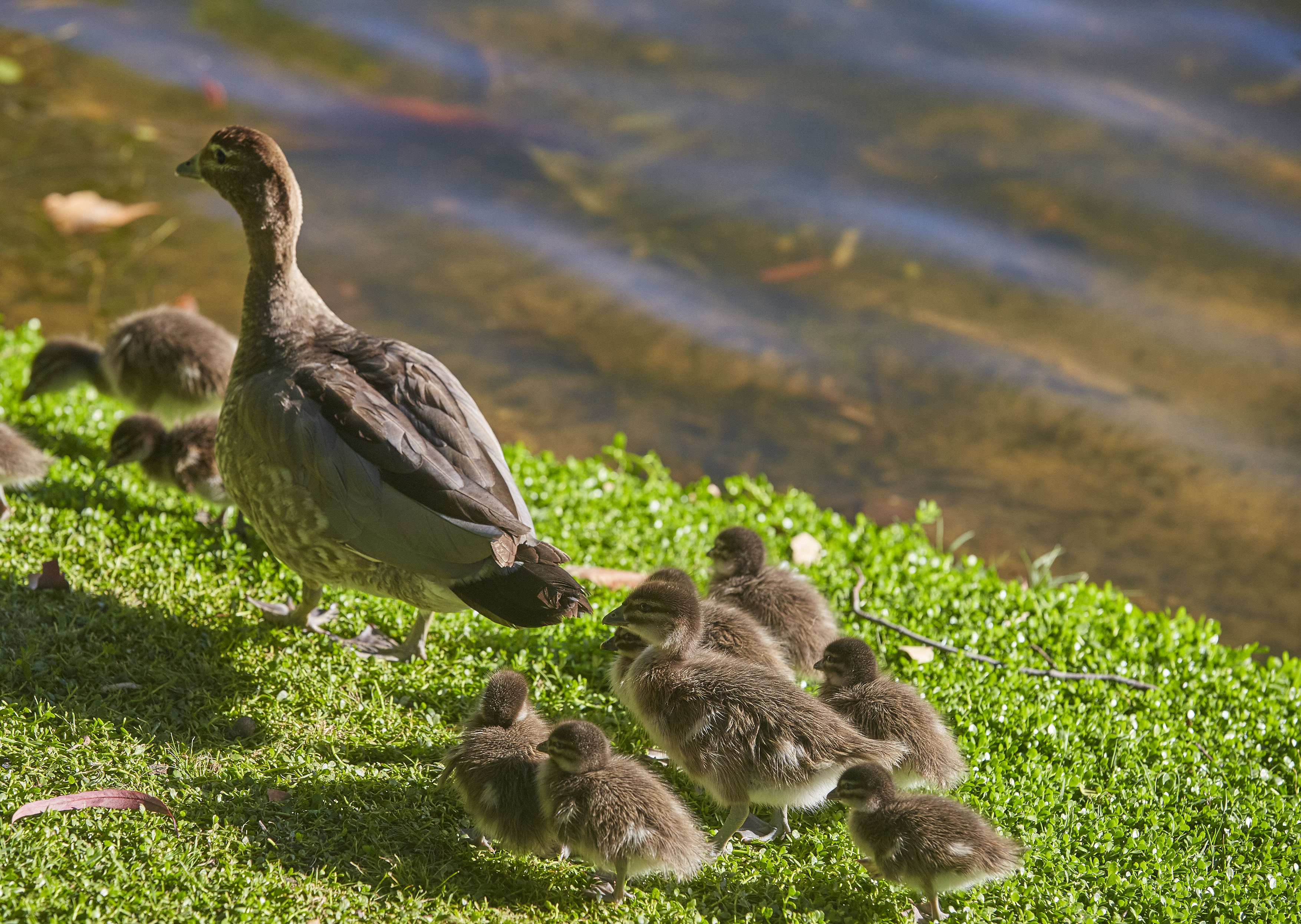 Burswood Park is teeming with bird life – up to 40 varieties of birds reside in the park.