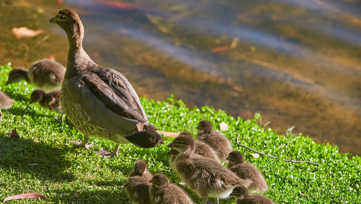 Burswood Park is teeming with bird life – up to 40 varieties of birds reside in the park.