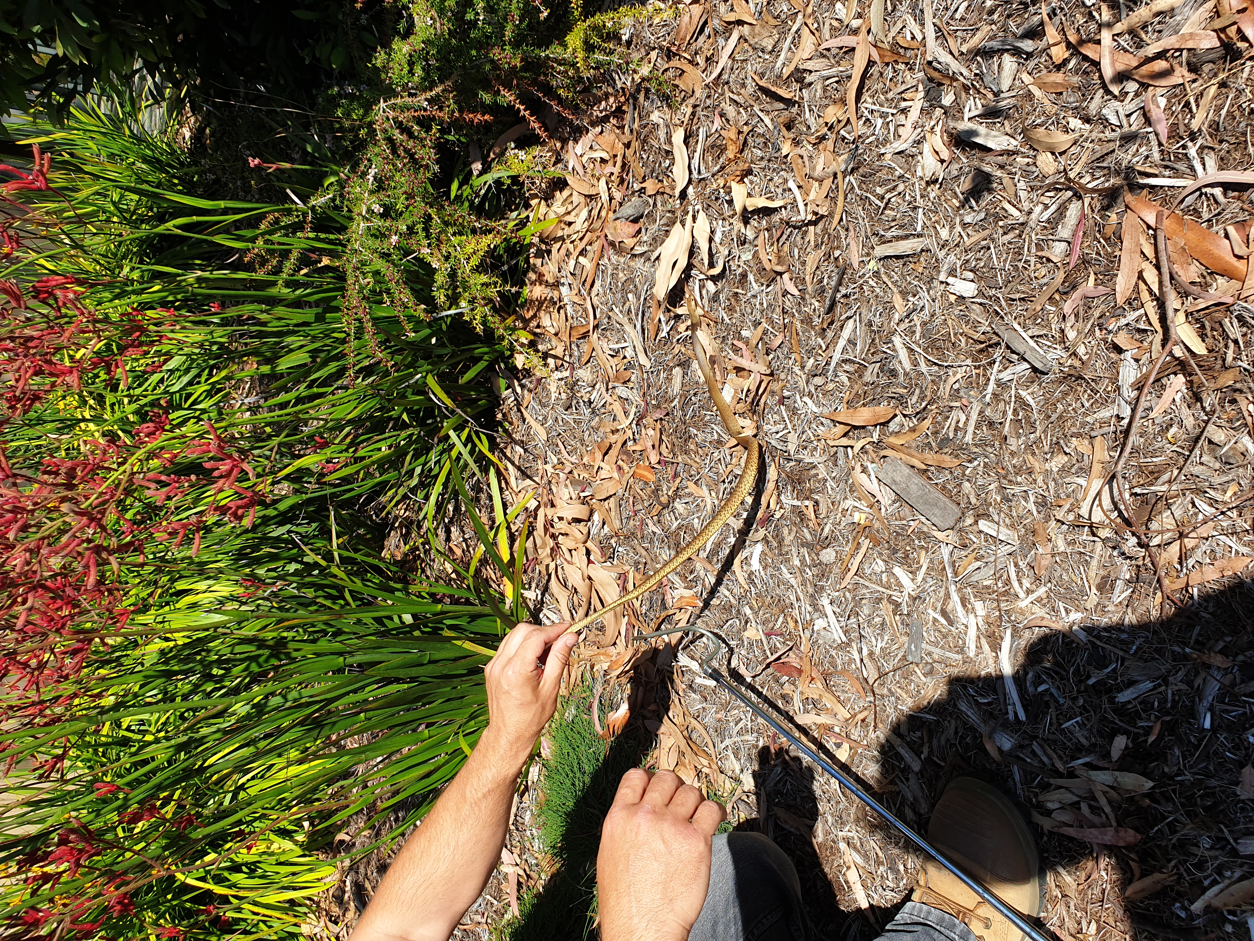 Dugite in Burswood Park